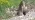 Marmottes